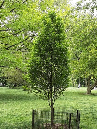 A young three in the park